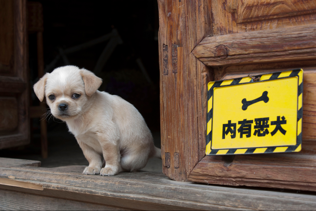 愉悦设计接受腾讯采访“分享囧照，予人快乐”创意摄影。《内有恶犬》-网红狗